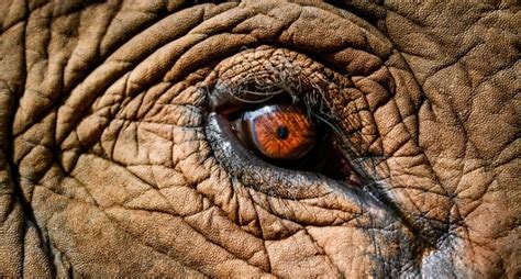 Reflection of Wisdom and Intelligence: Insights into Elephant Trunk Dreams