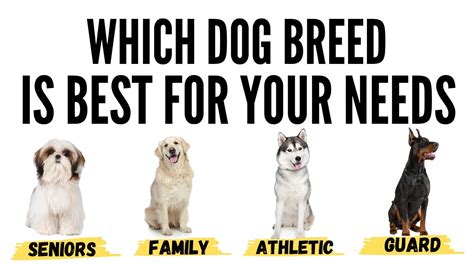 Research and Find the Perfect Breed for You