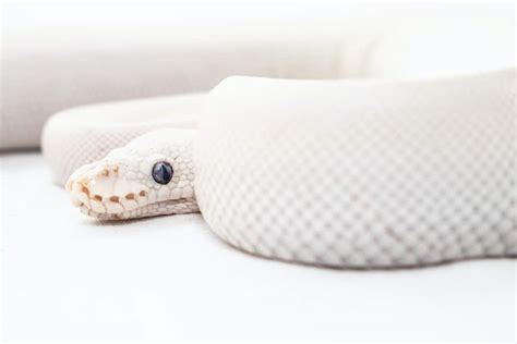 Revealing the Enigma of Snake Dream Patterns and Frequencies