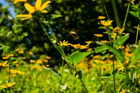 Revealing the Fragile Marvels of an Untouched Meadow