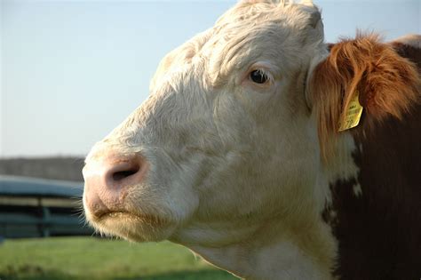 Revealing the Psychological Significance of an Emotional Bovine