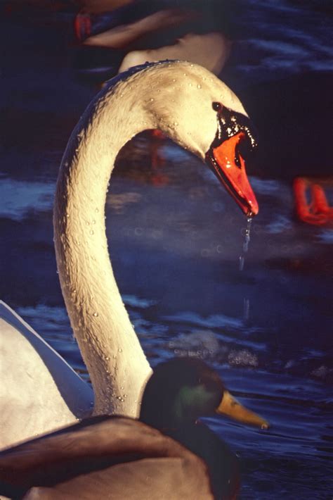 Revealing the Serene Influence of Swan Nourishment Visions