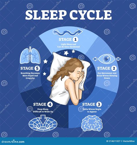 Scientific Explanations: The Significance of the Sleep Cycle