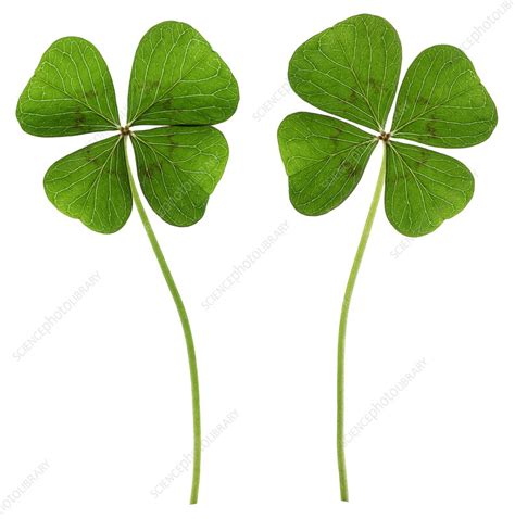 Scientific Explanations and Research on the Mystique of Four-Leaf Clovers