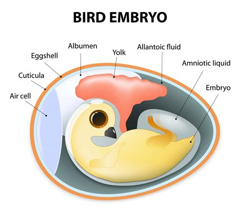 Scientific Explanations for Avian Embryos in Dream Interpretation