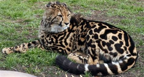 Scientific Exploration: Understanding the Genetics of Melanistic Cheetahs