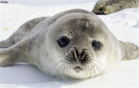 Seal Communication: From Vocalizations to Body Language