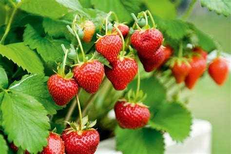 Seasonal Availability: When and Where to Find Fresh Strawberries