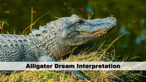Seeking Guidance: Consulting Dream Experts for Interpretation of Alligator Attack Dreams