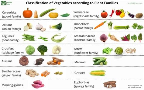 Selecting the Ideal Vegetables for Your Specific Region