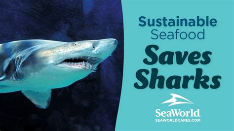 Shark: A Sustainable Seafood Option