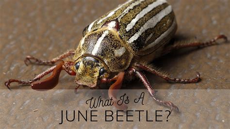 Significance of June Bugs in Various Cultures