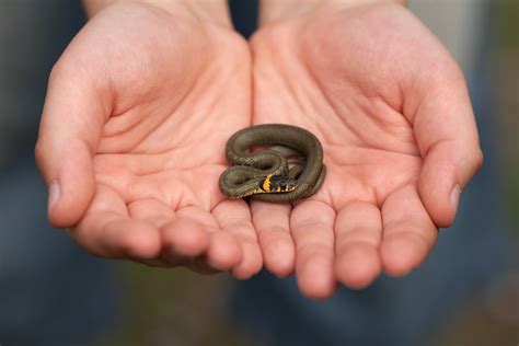 Small Snake, Big Impact: Understanding the Significance of Size