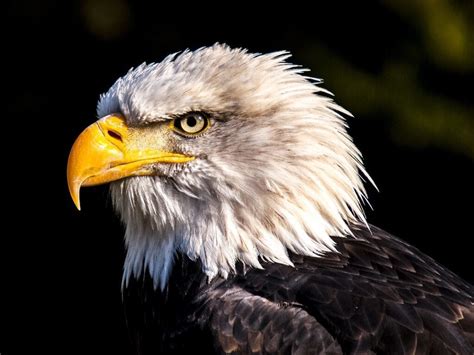 Soaring to Success: Harnessing the Eagle's Fearless Spirit