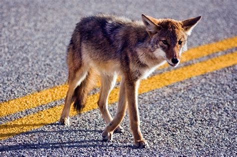Social Bonding and Family Dynamics: Exploring the Lives of Young Coyotes in Packs
