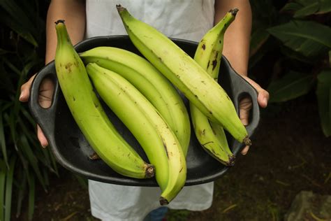 Sourcing Premium Plantains for a Delectable Culinary Experience