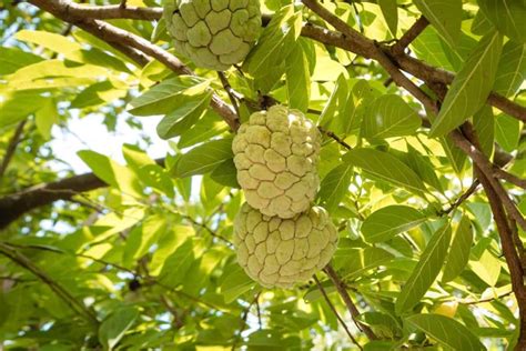 Starting Your Own Custard Apple Grove: A Step-by-Step Guide