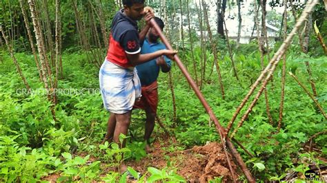 Step-by-Step Tutorial: Cultivating and Harvesting Cassava