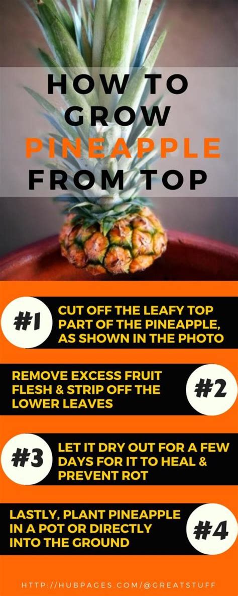 Steps to Achieve Your Pineapple Ambition