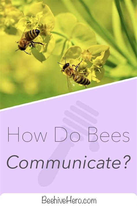 Stinging Words: Analyzing the Connection Between Bees and Communication in Dreams