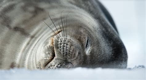 Survival Secrets: The Incredible Adaptations of Seals