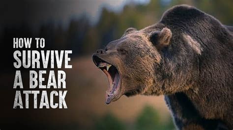 Surviving the Bear Attack: Resilience and Inner Strength