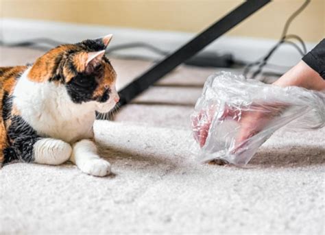 Tackling the Infamous Cat Hairball: Strategies for Prevention and Cleanup