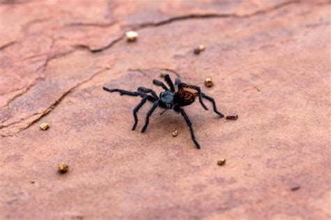 Tarantulas as a Manifestation of Dominance and Control in Dream Experiences