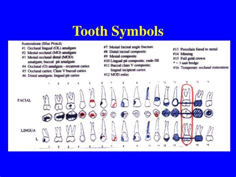 Teeth as a Symbol: Significance and Representations