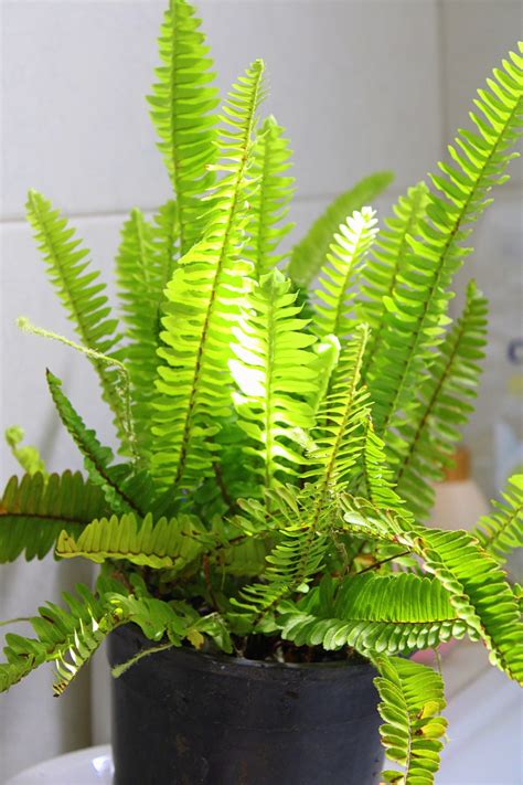 The Advantages of Having Indoor Plants: Why Everyone Should Consider Acquiring a Striking Fern