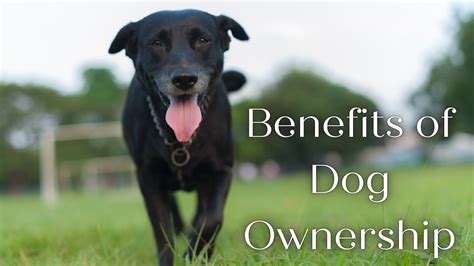 The Advantages of Owning a Canine Companion