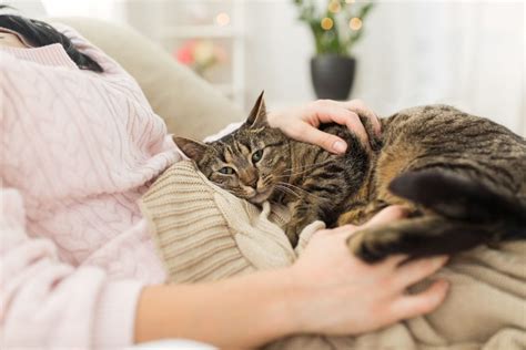 The Advantages of Owning a Loving Feline Companion
