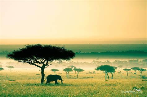 The African Savannah: A Vibrant Setting for My Wild Dream Journey