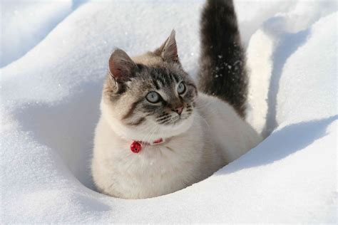 The Allure of Cuddling a Snowy Little Feline