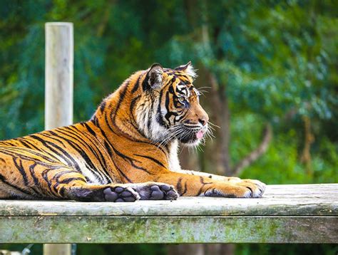 The Allure of Keeping Tigers as Pets: Insight into the Attraction