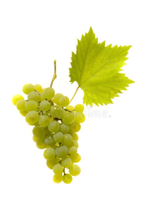 The Alluring Temptation of Luscious Pale Grapes