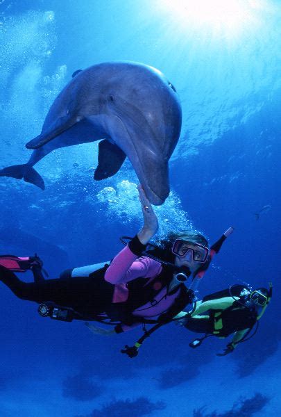 The Ancient Connection: Dolphins and Human Interaction Throughout History
