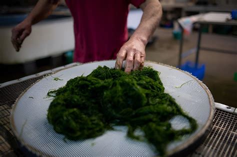 The Ancient Tradition of Seaweed Consumption