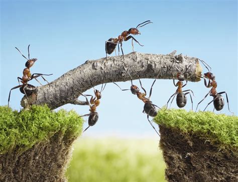 The Ant as a Metaphor for Teamwork and Cooperation