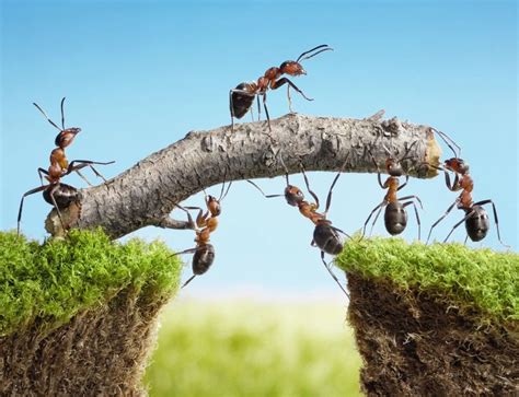 The Ant as a Symbol of Perseverance and Diligence