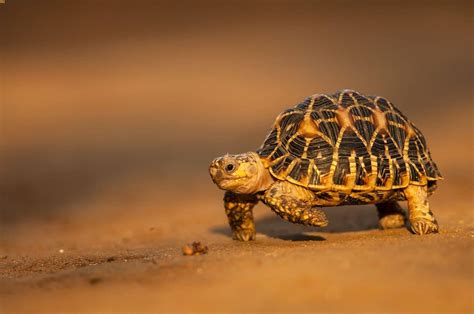 The Appeal of Reptile Companions: Discovering the Intriguing World of Pet Tortoises