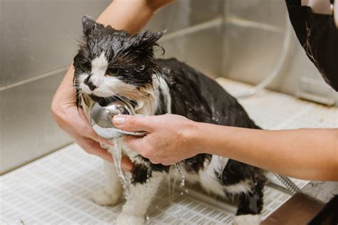 The Art of Feline Grooming: Ensuring the Happiness and Well-being of Your Beloved Cat