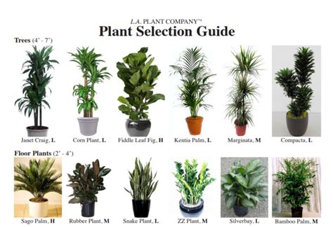 The Art of Plant Selection: Choosing the Ideal Flora for Your Serene Sanctuary