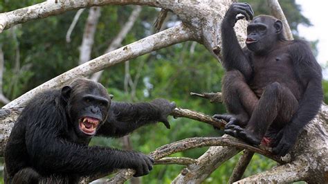 The Astonishing Strength and Ferocity of Chimpanzees