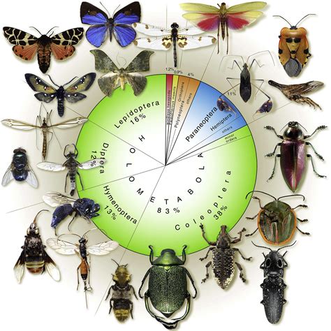 The Astounding Evolution: How Insects Achieved Colossal Dimensions
