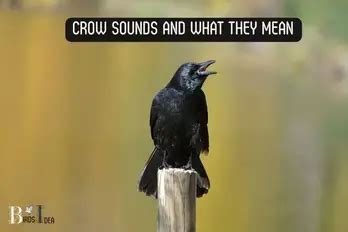 The Attraction of Crow's Vocalizations in Dreams: Fascinating Factors