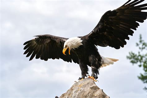 The Awe-Inspiring World of Eagles