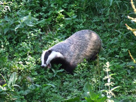 The Badger as a Symbol of Tenacity and Persistence