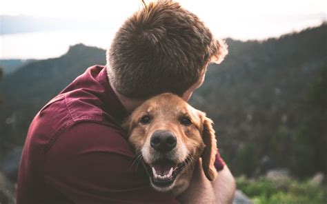The Benefits of Welcoming a Furry Companion into Your Life