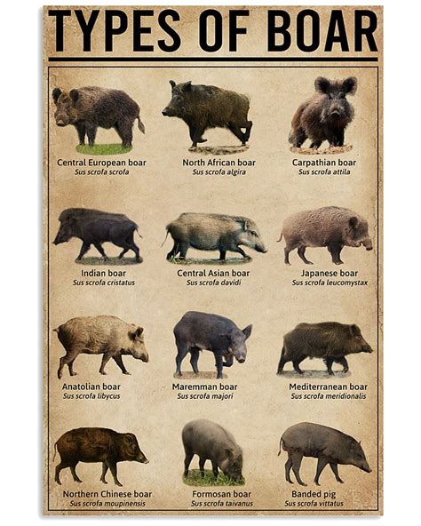 The Boar's Significance in Various Cultures